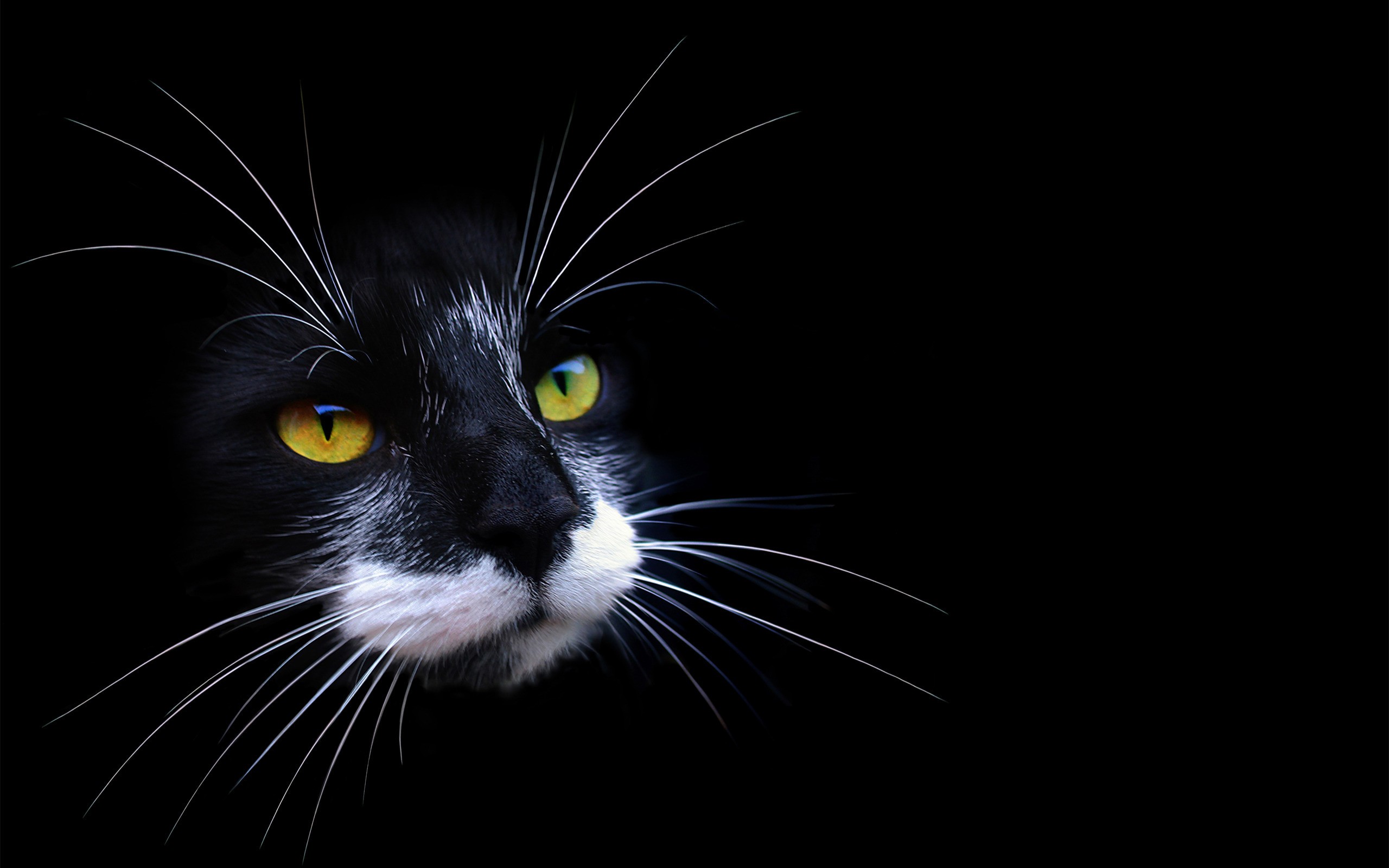 черно-белый котенок мордочка без смс